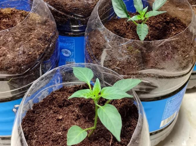 我想自己制作个视频应该怎么做「马蹄怎么种植番茄苗视频教程」 我想自己制作个视频应该怎么做「马蹄怎么种植番茄苗视频教程」 土壤施肥