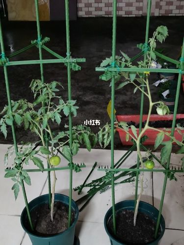 塑料拱棚西红柿搭架方式「种小番茄架子怎么种植视频」 塑料拱棚西红柿搭架方式「种小番茄架子怎么种植视频」 番茄种植技巧