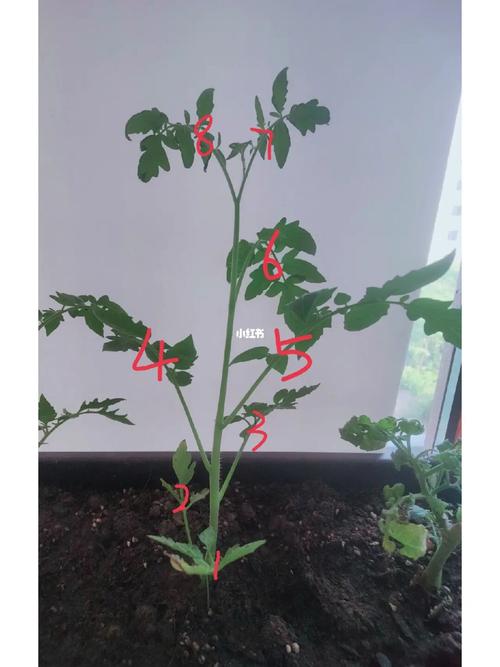 洋姜侧枝修剪种植技术「番茄种植怎么打侧枝视频教程」 洋姜侧枝修剪种植技术「番茄种植怎么打侧枝视频教程」 花朵知识