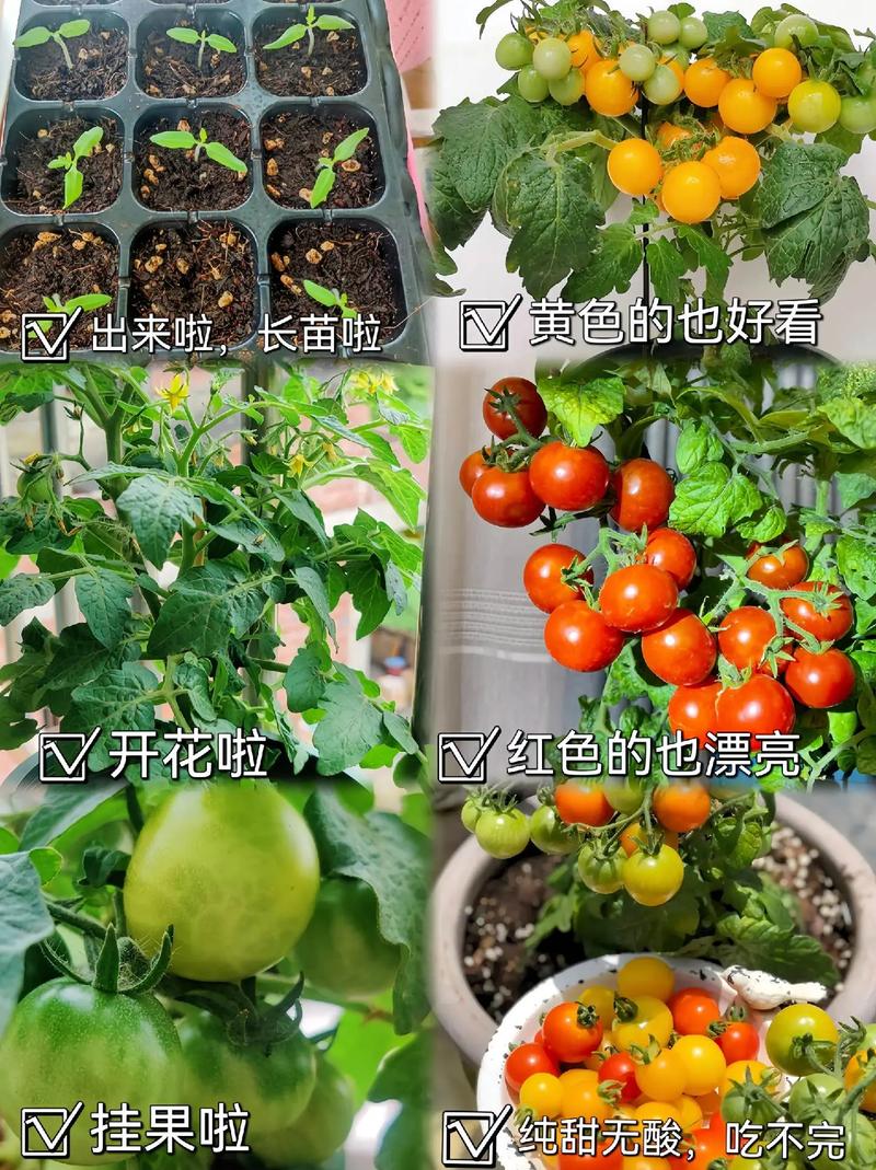 自家院子怎么种番茄「怎么在家种植番茄种子」 自家院子怎么种番茄「怎么在家种植番茄种子」 番茄病虫害防治
