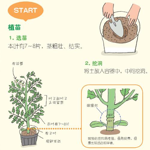 西红柿的种植方法「番茄菜怎么种植方法」 西红柿的种植方法「番茄菜怎么种植方法」 花朵知识