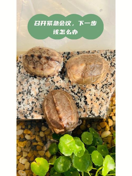 乌龟怎养「鱼缸里种植番茄怎么种植的」 乌龟怎养「鱼缸里种植番茄怎么种植的」 番茄种植技巧