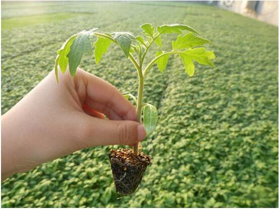 西红柿长的过高应该怎样栽植「怎么种植大棵番茄苗视频」 西红柿长的过高应该怎样栽植「怎么种植大棵番茄苗视频」 植物种类
