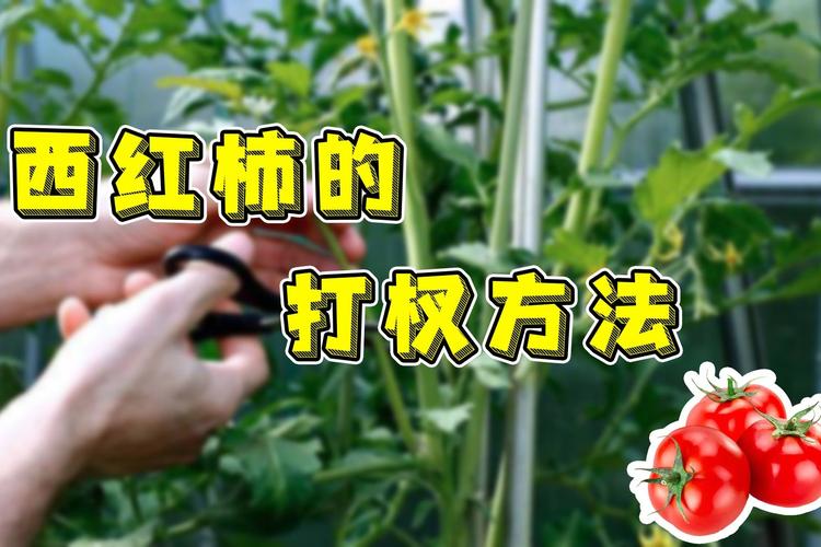 西红柿怎么掐尖「家庭种植番茄怎么掐尖视频」 西红柿怎么掐尖「家庭种植番茄怎么掐尖视频」 土壤施肥