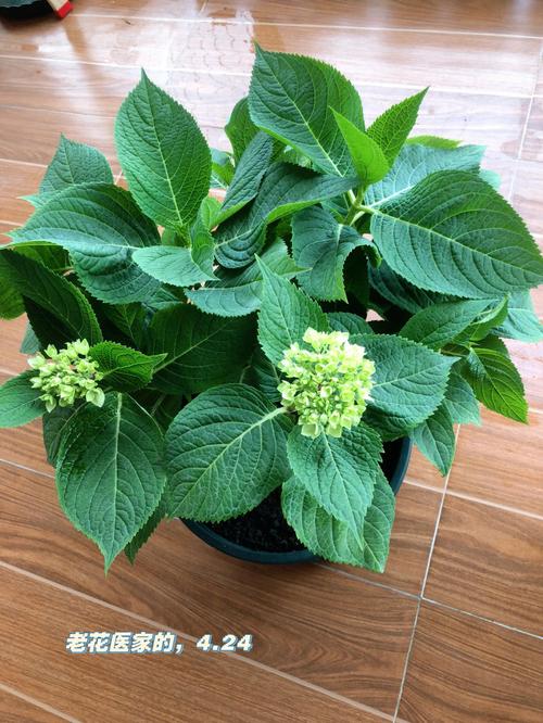 新手准备接狮子猫回家，需要准备些什么「种花绣球番茄怎么种植视频」 新手准备接狮子猫回家，需要准备些什么「种花绣球番茄怎么种植视频」 土壤施肥