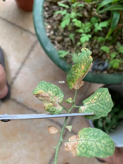 盆栽番茄病害怎么判断并防治「番茄种植黄萎病怎么办呢」 盆栽番茄病害怎么判断并防治「番茄种植黄萎病怎么办呢」 植物种类