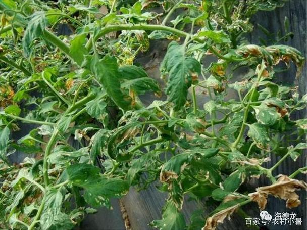 西红柿头黄那些原因「番茄黄头怎么种植方法视频」 西红柿头黄那些原因「番茄黄头怎么种植方法视频」 番茄种植技巧