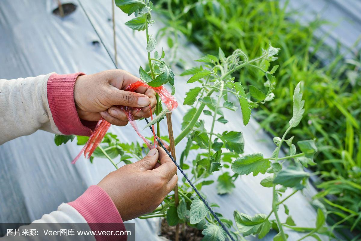 圣女果吊绳方法「种植番茄怎么绑吊绳视频」 圣女果吊绳方法「种植番茄怎么绑吊绳视频」 番茄种植技巧
