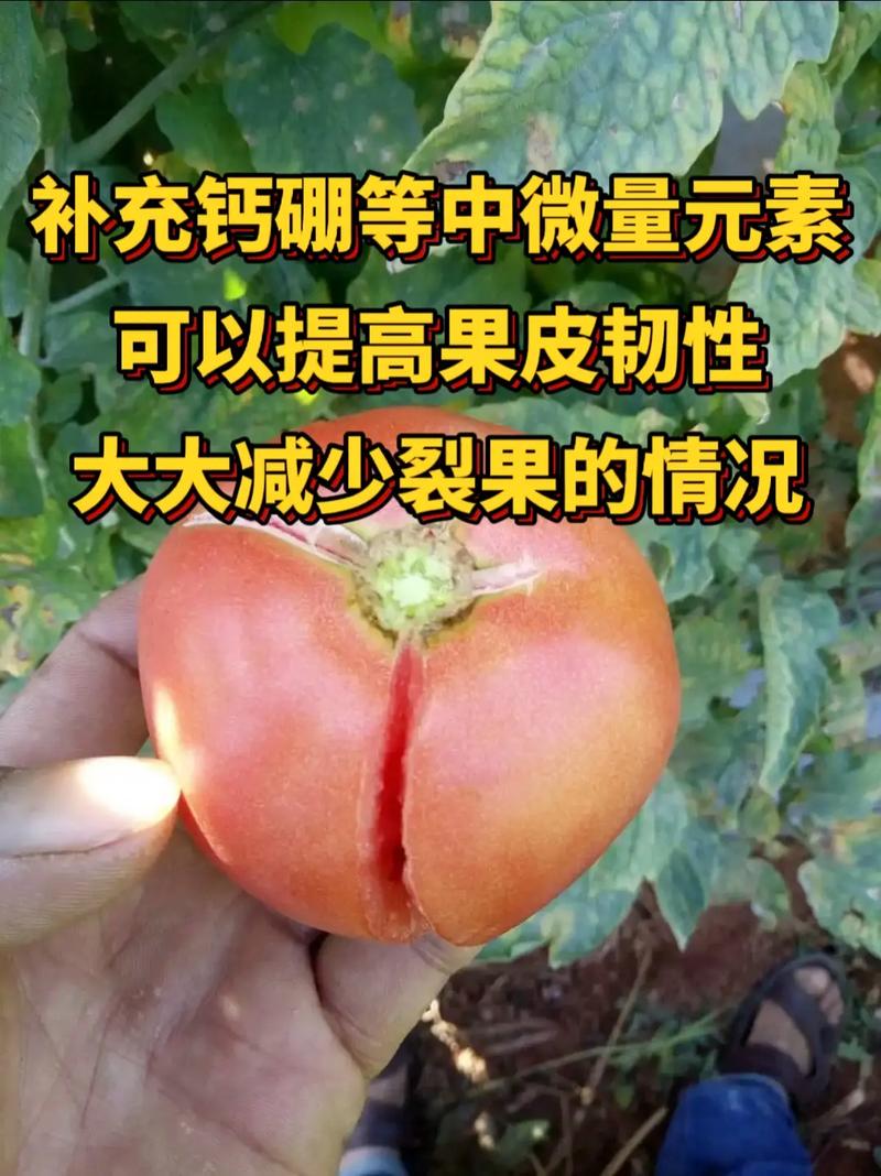 番茄裂果怎样预防「番茄裂果怎么种植视频」 番茄裂果怎样预防「番茄裂果怎么种植视频」 种植技巧