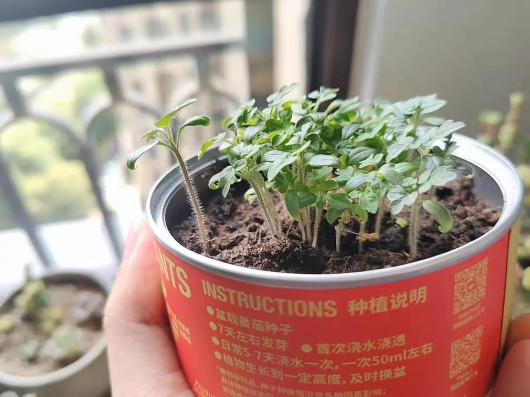 西红柿籽怎么种「回味番茄种子怎么种植的」 西红柿籽怎么种「回味番茄种子怎么种植的」 种植技巧