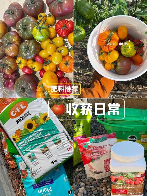 西红柿能施尿素吗「小番茄种植怎么施肥视频」 西红柿能施尿素吗「小番茄种植怎么施肥视频」 种植技巧