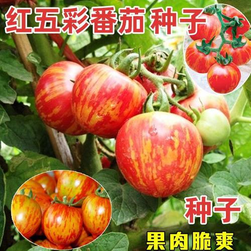 西红柿最好的四大品种「欧客番茄种子怎么种植的」 西红柿最好的四大品种「欧客番茄种子怎么种植的」 植物种类