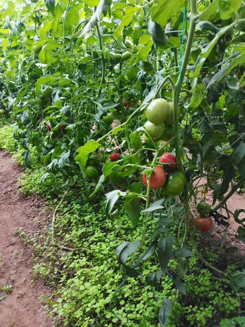 草莓西红柿种植方法「草莓土豆番茄怎么种植视频」 草莓西红柿种植方法「草莓土豆番茄怎么种植视频」 农业常识