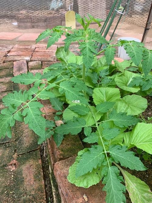 西红柿卧倒再盖土的正确方法「冬天番茄怎么卧倒种植呢」 西红柿卧倒再盖土的正确方法「冬天番茄怎么卧倒种植呢」 土壤施肥