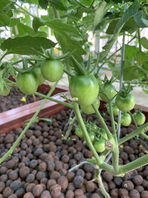 黄瓜西红柿和辣椒一起种植可以吗「青椒怎么种植小番茄的视频」 黄瓜西红柿和辣椒一起种植可以吗「青椒怎么种植小番茄的视频」 番茄病虫害防治