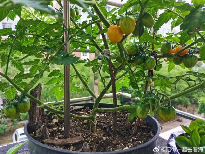 怎样在阳台上种植西红柿「凉台番茄怎么种植的图片大全」 怎样在阳台上种植西红柿「凉台番茄怎么种植的图片大全」 番茄种植技巧