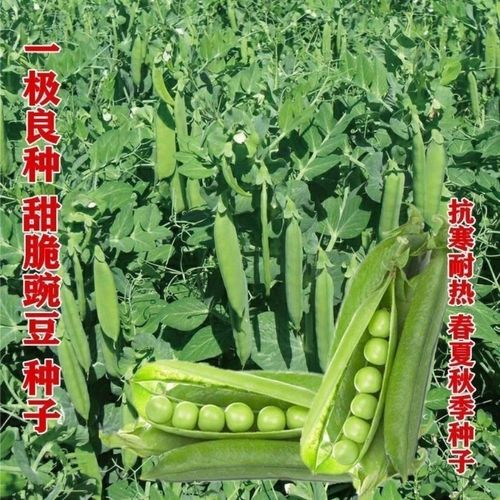 11月份种植的甜豌豆可以套种什么蔬菜「豌豆番茄套种怎么种植视频」 11月份种植的甜豌豆可以套种什么蔬菜「豌豆番茄套种怎么种植视频」 植物种类