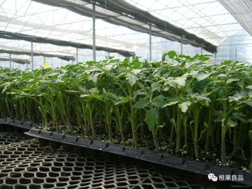 大棚番茄怎么吊蔓「番茄茎秆怎么种植视频」 大棚番茄怎么吊蔓「番茄茎秆怎么种植视频」 番茄种植技巧