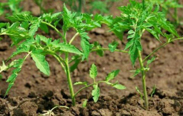 番茄幼苗期管理和用药「番茄苗期高温怎么种植视频」 番茄幼苗期管理和用药「番茄苗期高温怎么种植视频」 番茄病虫害防治