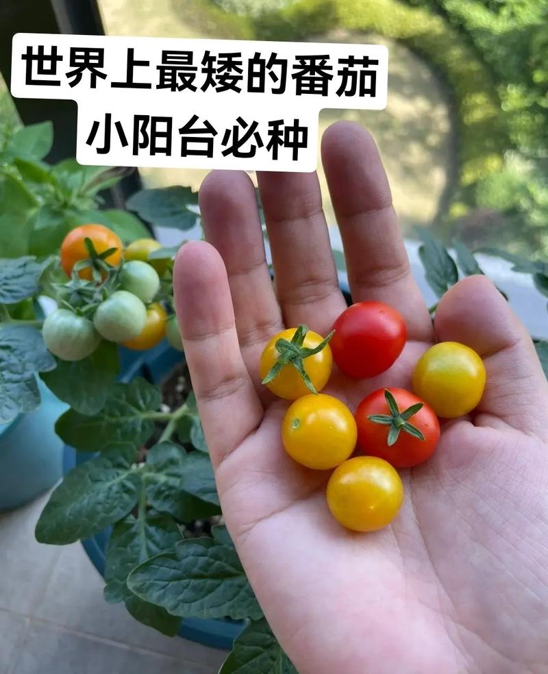 一亩地拿来种圣女果会有销路吗？怎么种「野外番茄怎么种植视频教程」 一亩地拿来种圣女果会有销路吗？怎么种「野外番茄怎么种植视频教程」 农业常识