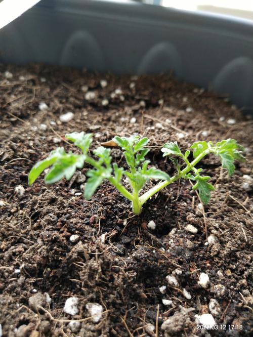 番茄怎么种植发芽率高「番茄种植怎么长得快呢视频」 番茄怎么种植发芽率高「番茄种植怎么长得快呢视频」 植物种类