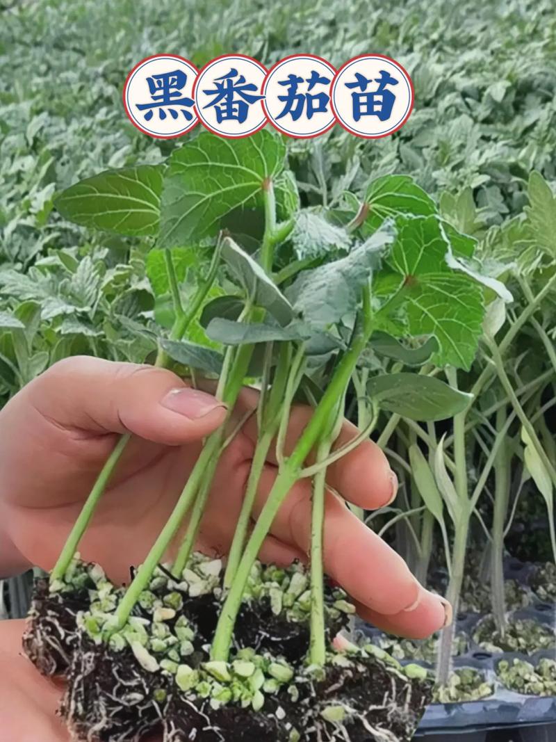 黑番茄大棚种植技术「黑番茄要怎么种植才好吃」 黑番茄大棚种植技术「黑番茄要怎么种植才好吃」 植物种类