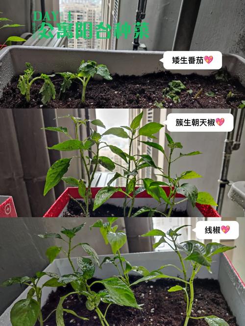 阳台西红柿的种植方法「阳台辣椒番茄怎么种植视频」 阳台西红柿的种植方法「阳台辣椒番茄怎么种植视频」 农业常识