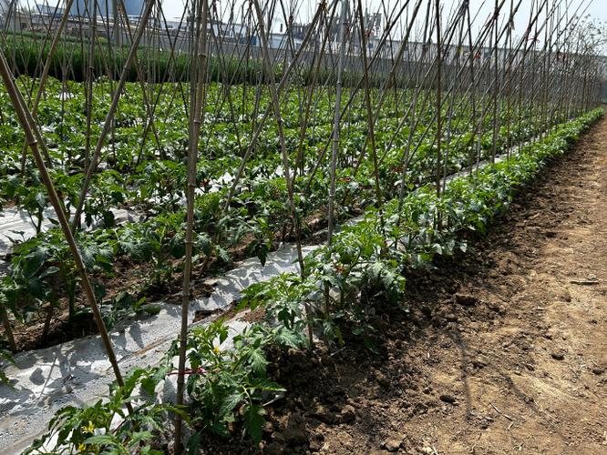 西红柿种植方法「番茄地栽怎么种植视频」 西红柿种植方法「番茄地栽怎么种植视频」 农业常识