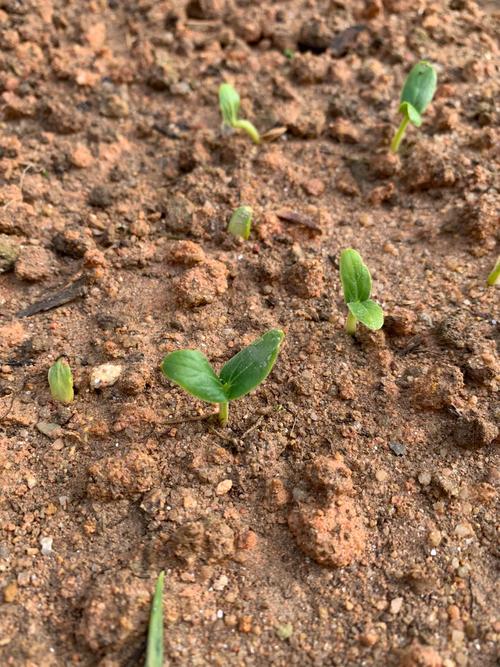 4月底还可以育苗番茄黄瓜吗「番茄黄瓜怎么催芽种植视频」 4月底还可以育苗番茄黄瓜吗「番茄黄瓜怎么催芽种植视频」 植物种类
