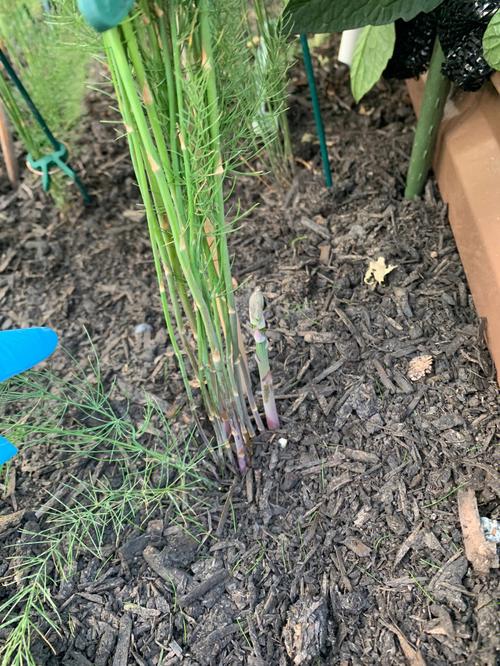 芦笋种植技术「芦笋怎么种植番茄玉米种子」 芦笋种植技术「芦笋怎么种植番茄玉米种子」 植物种类