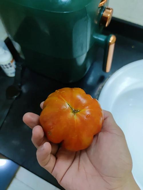 牛排西红柿能够留种吗「红牛排番茄怎么种植的视频」 番茄种植技巧 牛排西红柿能够留种吗「红牛排番茄怎么种植的视频」 牛排西红柿能够留种吗「红牛排番茄怎么种植的视频」 番茄种植技巧
