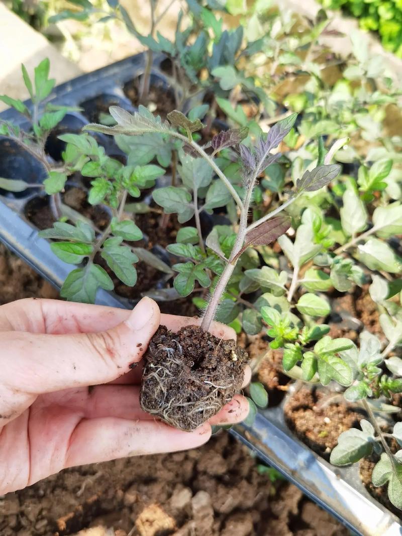 奶粉桶可以种小番茄吗「种植桶怎么种植番茄苗呢图片」 奶粉桶可以种小番茄吗「种植桶怎么种植番茄苗呢图片」 种植技巧