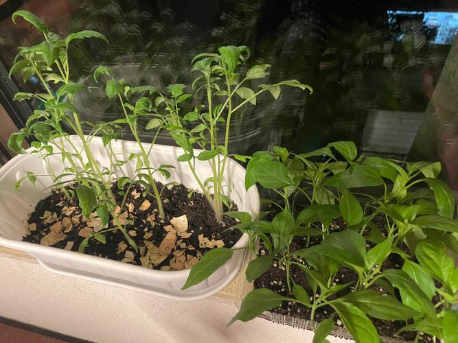 番茄畅听推广视频怎么做「怎么种植矮番茄种子视频教程」 番茄畅听推广视频怎么做「怎么种植矮番茄种子视频教程」 农业常识
