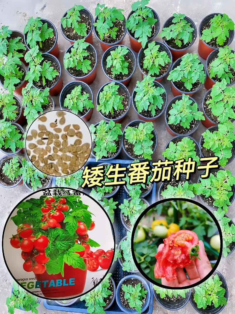 土番茄种植方法「怎么在地里种植番茄种子」 土番茄种植方法「怎么在地里种植番茄种子」 种植技巧