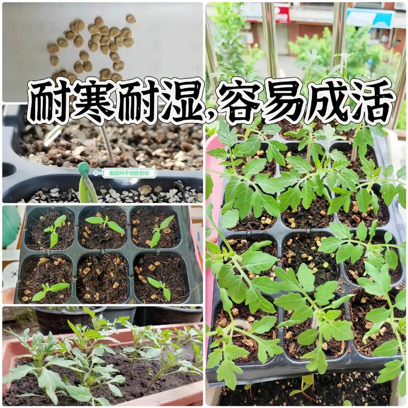 为什么番茄叫圣女果「橙皇后番茄种子怎么种植的」 为什么番茄叫圣女果「橙皇后番茄种子怎么种植的」 番茄病虫害防治