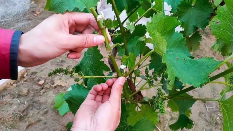 葡萄树上能嫁接番茄吗「怎么用番茄籽种植葡萄视频」 葡萄树上能嫁接番茄吗「怎么用番茄籽种植葡萄视频」 植物种类