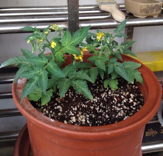 花盆种番茄的种植方法「小番茄苗花盆怎么种植视频」 花盆种番茄的种植方法「小番茄苗花盆怎么种植视频」 植物种类