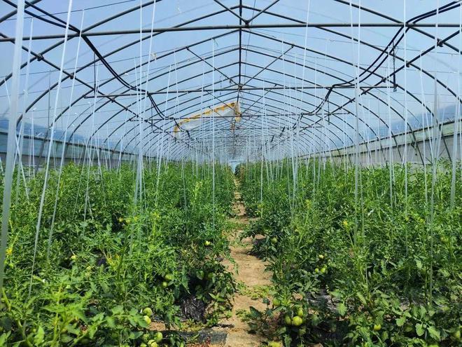 四月是播种的季节吗「红豆草莓番茄怎么种植视频」 四月是播种的季节吗「红豆草莓番茄怎么种植视频」 植物种类