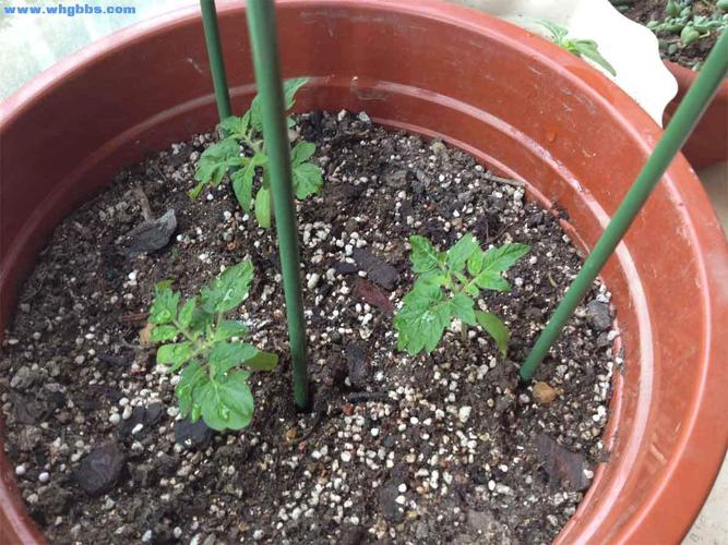 如何在阳台上种植盆栽圣女果吗？盆栽圣女果有哪些方法和技巧吗「小番茄在阳台怎么种植视频」 如何在阳台上种植盆栽圣女果吗？盆栽圣女果有哪些方法和技巧吗「小番茄在阳台怎么种植视频」 番茄病虫害防治