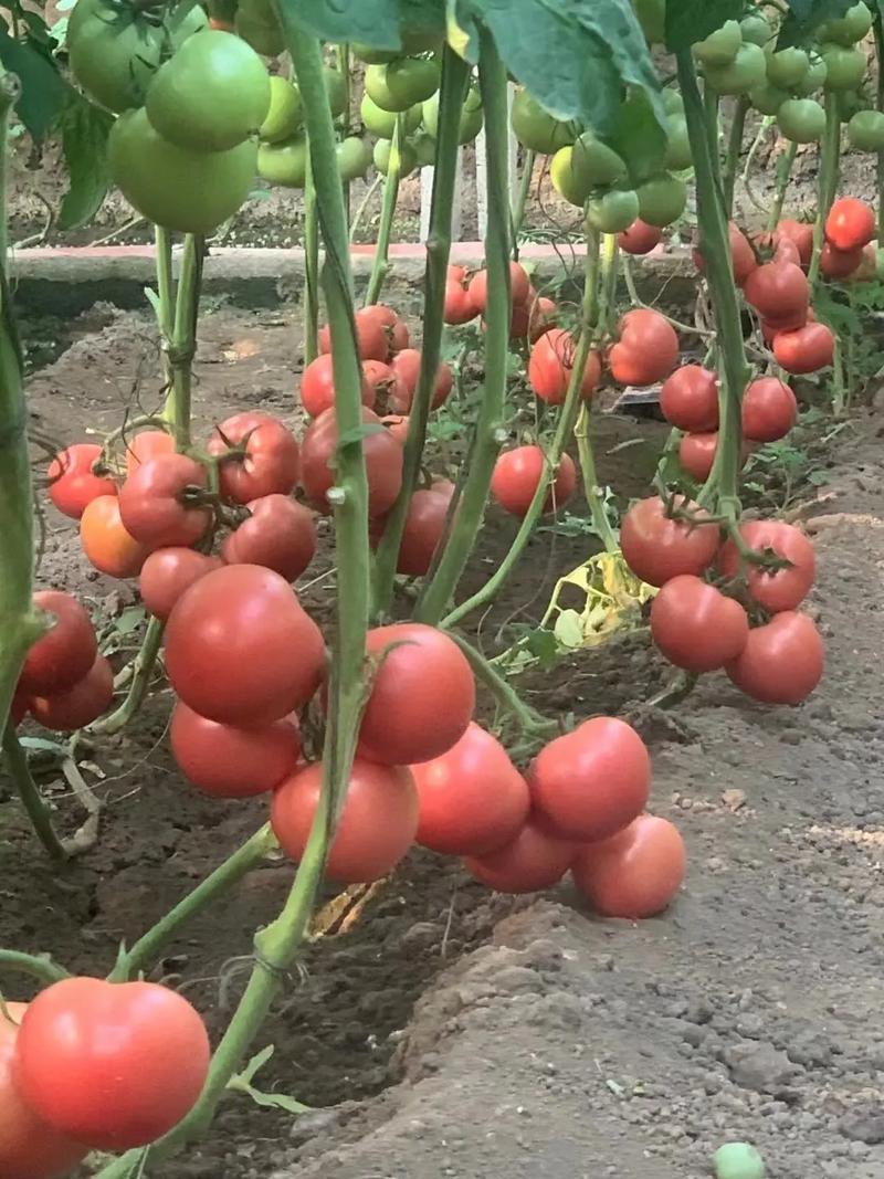 西红柿的种植方法「10棵番茄怎么种植方法视频」 西红柿的种植方法「10棵番茄怎么种植方法视频」 番茄种植技巧