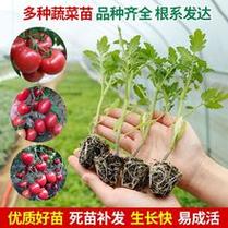 西红柿苗和辣椒苗能种在一起不「番茄和辣椒怎么种植技术视频」 西红柿苗和辣椒苗能种在一起不「番茄和辣椒怎么种植技术视频」 种植技巧