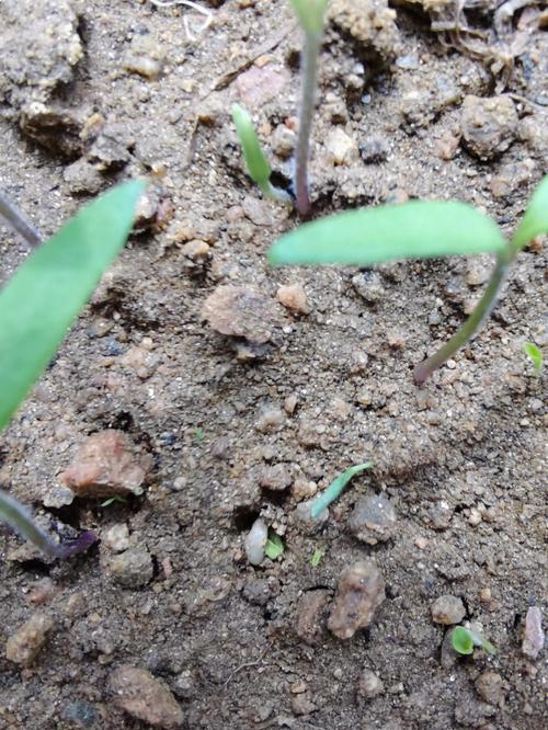 怎样培育番茄芽苗「怎么种植番茄玉米苗子视频」 怎样培育番茄芽苗「怎么种植番茄玉米苗子视频」 番茄种植技巧