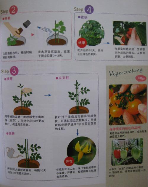 番茄种植的方法与技术「水果番茄怎么种植管理视频」 番茄种植的方法与技术「水果番茄怎么种植管理视频」 植物种类