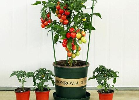 适合北方种植的西红柿品种「北方盆栽小番茄怎么种植视频」 适合北方种植的西红柿品种「北方盆栽小番茄怎么种植视频」 种植技巧