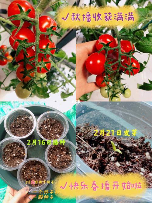 黄金籽番茄种植技术「高端番茄种籽怎么种植视频」 黄金籽番茄种植技术「高端番茄种籽怎么种植视频」 番茄病虫害防治