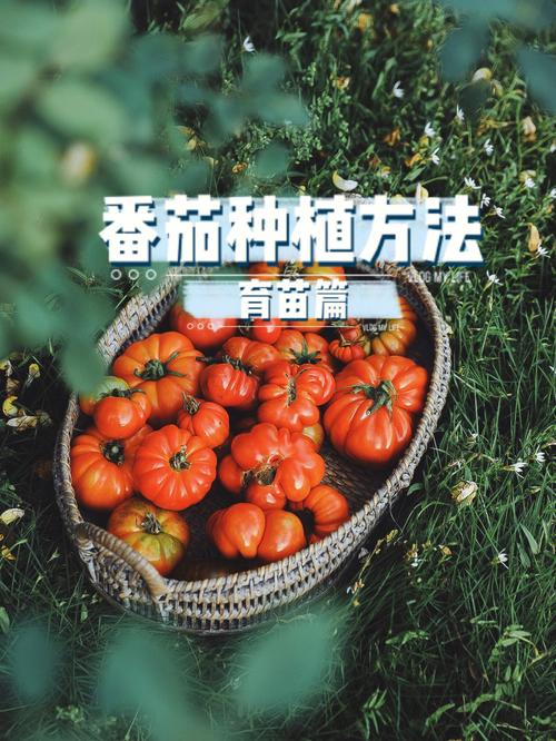 海南西红柿籽播种时间「海南怎么种植番茄苗的视频」 海南西红柿籽播种时间「海南怎么种植番茄苗的视频」 花朵知识