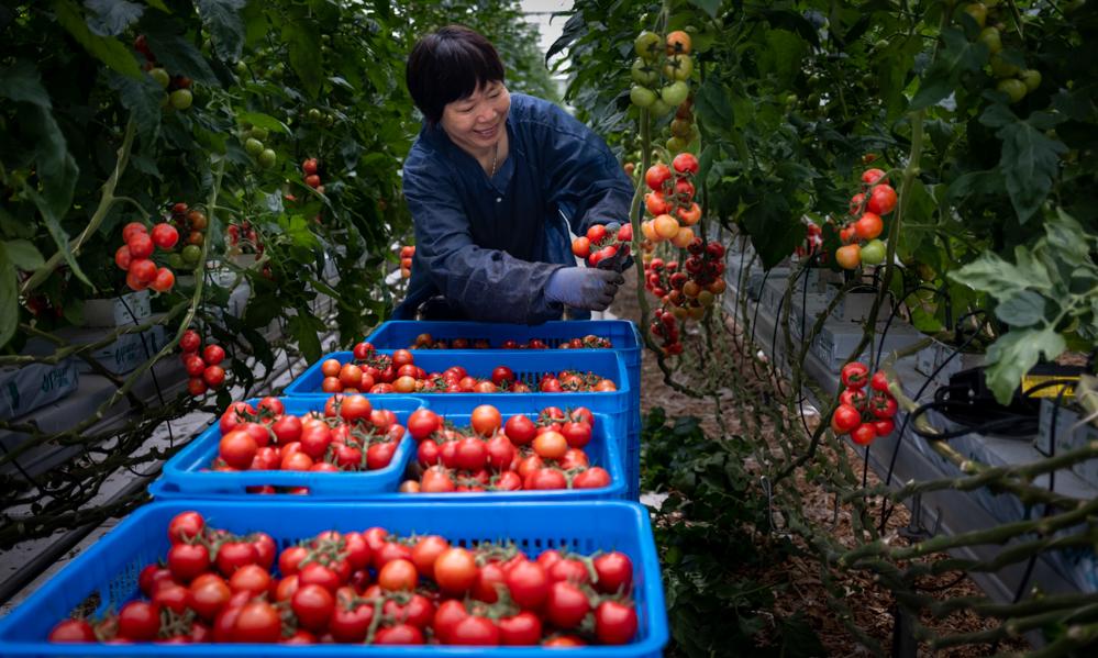 秋天收获的季节,分享一下你家乡的秋收果实照片吧!可以吗「金桔番茄怎么种植的图片大全」 种植技巧 秋天收获的季节,分享一下你家乡的秋收果实照片吧!可以吗「金桔番茄怎么种植的图片大全」 秋天收获的季节,分享一下你家乡的秋收果实照片吧!可以吗「金桔番茄怎么种植的图片大全」 种植技巧