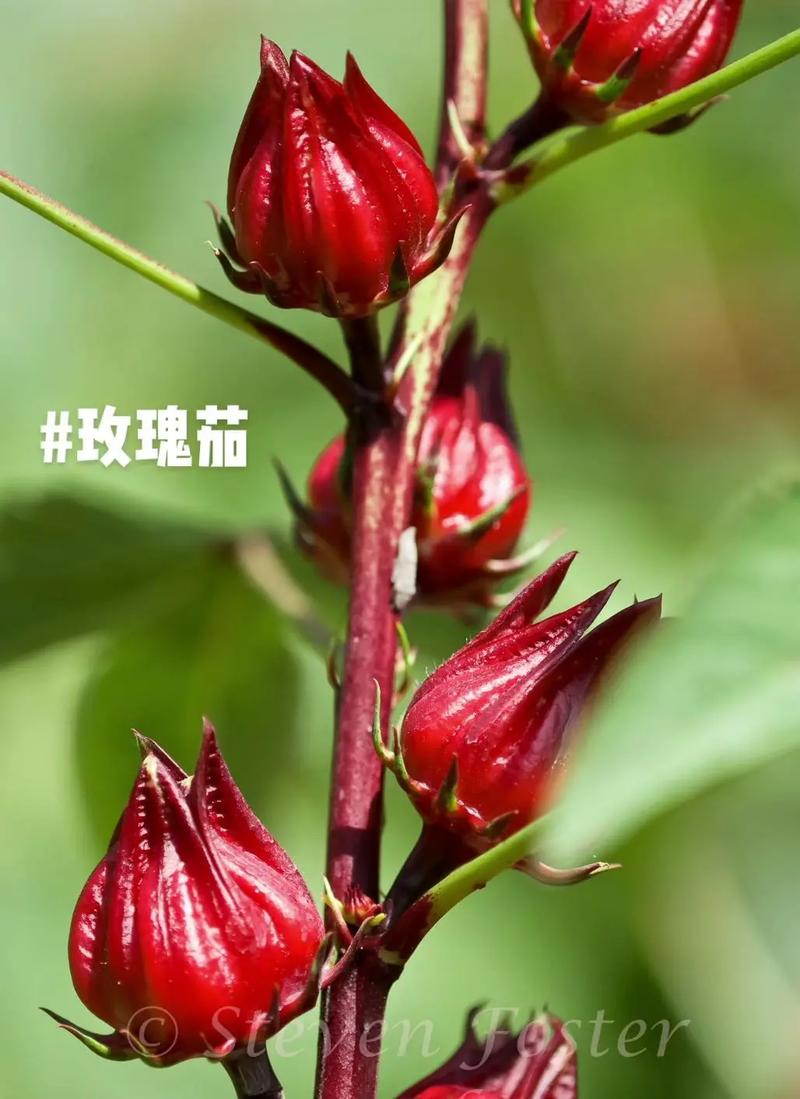 怎样种植玫瑰茄「粉红玫瑰怎么种」 怎样种植玫瑰茄「粉红玫瑰怎么种」 种植技巧