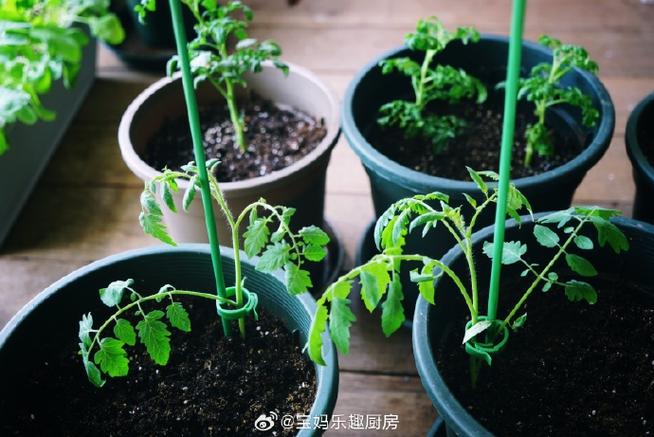 怎样在阳台上种植西红柿「阳台种菜番茄苗怎么种植视频」 怎样在阳台上种植西红柿「阳台种菜番茄苗怎么种植视频」 农业常识