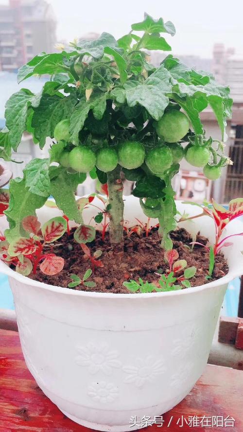 阳台西红柿怎么浇水施肥「番茄种植怎么施肥浇水视频」 阳台西红柿怎么浇水施肥「番茄种植怎么施肥浇水视频」 土壤施肥